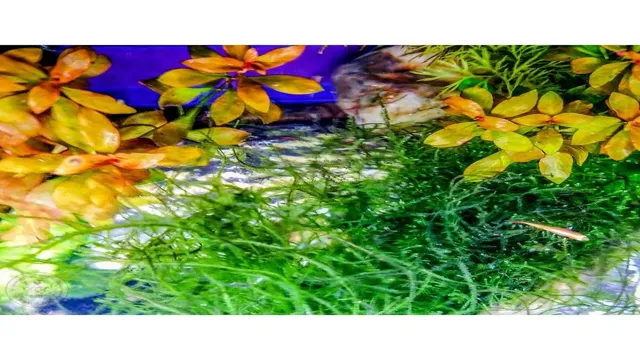 how to promote plant growth in aquarium