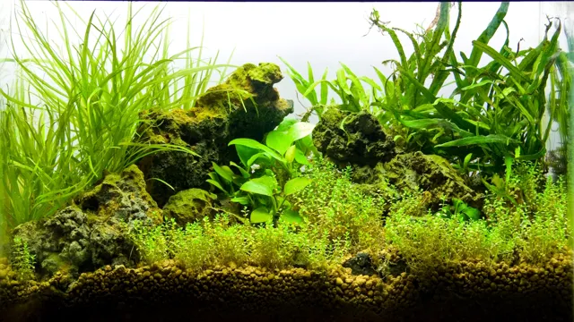 How to Propagate Anubias Swordtail Aquarium Plant: A Step-by-Step Guide