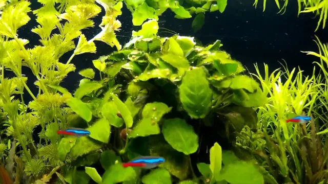 how to propagate anubis swordtail aquarium plant
