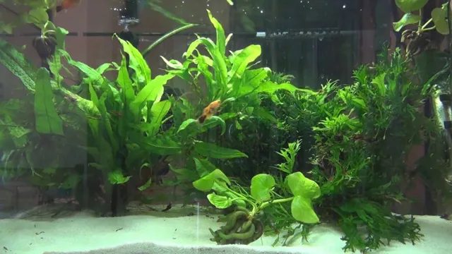 How to Propagate Aquarium Banana Plant: Tips and Tricks for Successful…