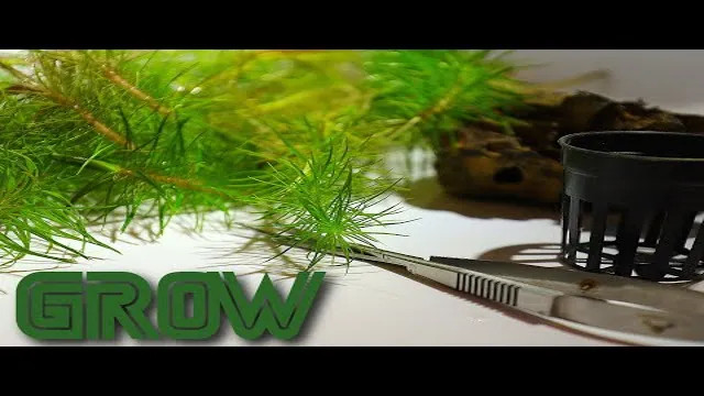 How to Propagate Aquarium Stem Plants: Easy Steps for Successful Propagation