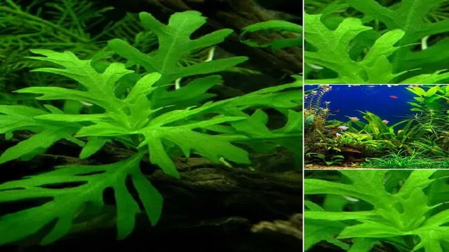 how to propagate aquarium wisteria