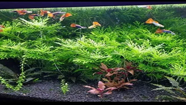 How to Propagate Aquarium Wisteria: A Step-by-Step Guide for Thriving Aquatic Plants