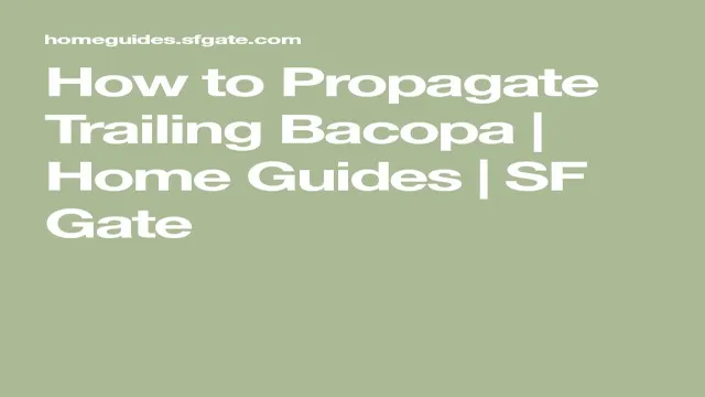 how to propagate bacopa aquarium plant