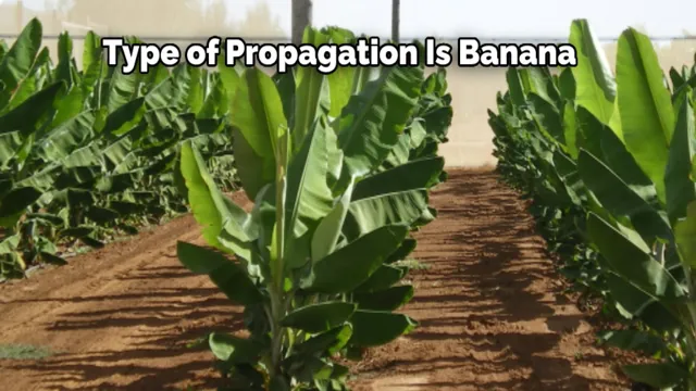 how to propagate banana plant aquarium