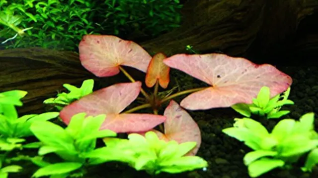 how to propagate dwarf aquarium lily
