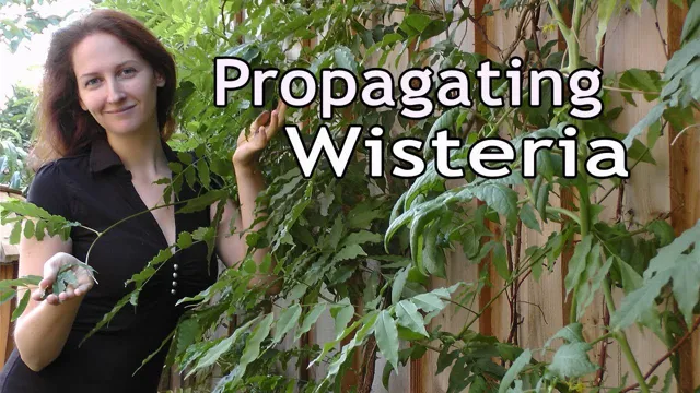 how to propagate wisteria aquarium
