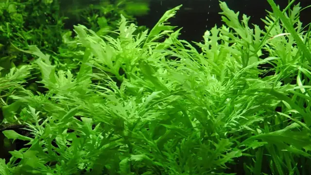 How to Propagate Wisteria Aquarium: A Comprehensive Guide for Beginners