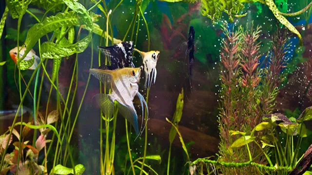 How to Properly Add Fish to an Aquarium: A Beginner’s Guide to a Happy Home for Your Fish