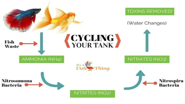 how to properly cycle a freshwater aquarium
