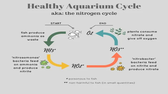 How to Properly Cycle a Freshwater Aquarium: A Step-by-Step Guide for Beginners