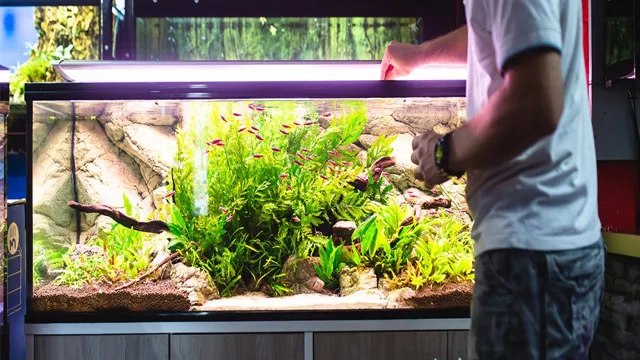 How to Properly Maintain an Aquarium: Tips and Tricks for Healthy…