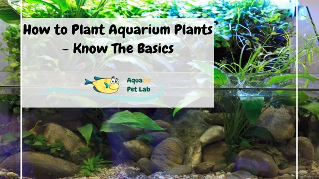 how to properly plant an aquarium