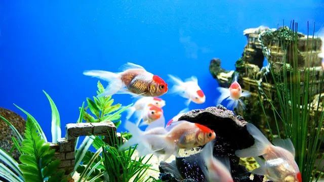 How to Properly Set Up a Freshwater Aquarium: A Step-by-Step Guide