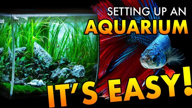 How to Properly Set Up an Aquarium: A Step-by-Step Guide for Beginners