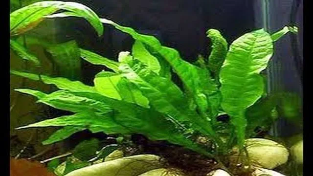 how to propogate aquarium plants