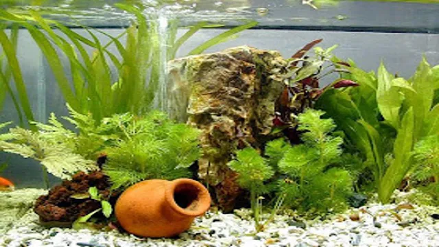 how to protect aquarium plants from fish