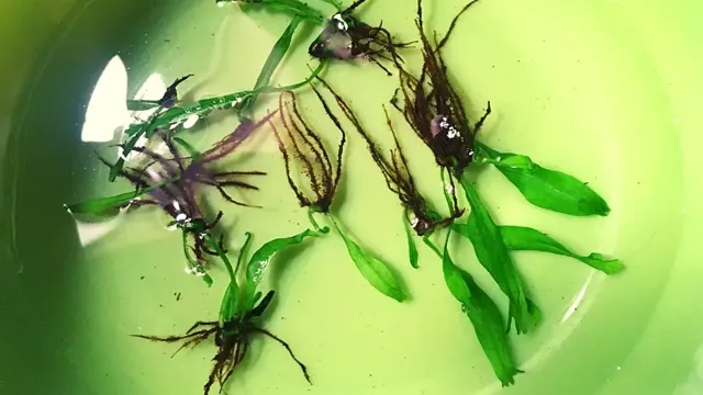 how to protect aquarium plants from fish uprooting