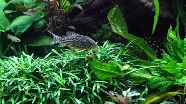 How to Protect Aquarium Plants from Fish Uprooting: Tips and Tricks