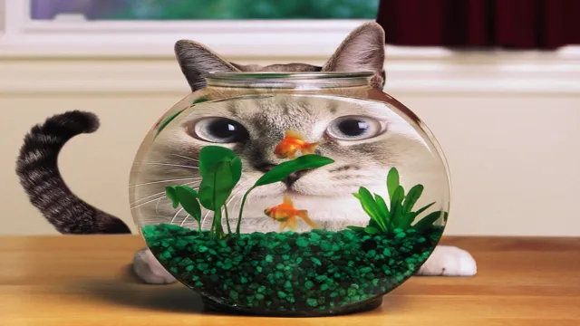 How to Protect Your Fish Aquarium from Cats: Tips and Tricks