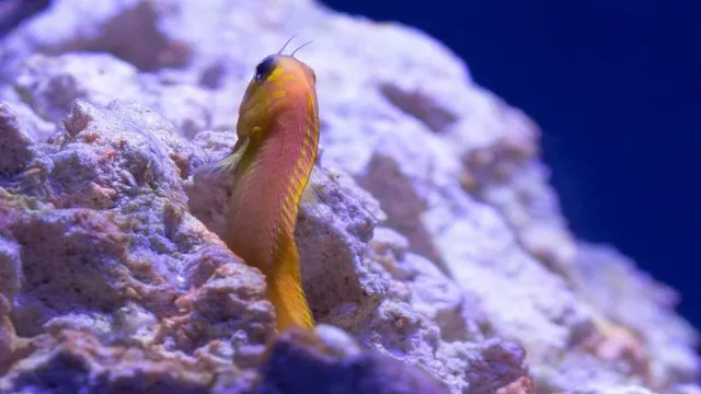 How to Protect Small Fish in Aquarium: Tips and Tricks for Ensuring Your Fish Thrive