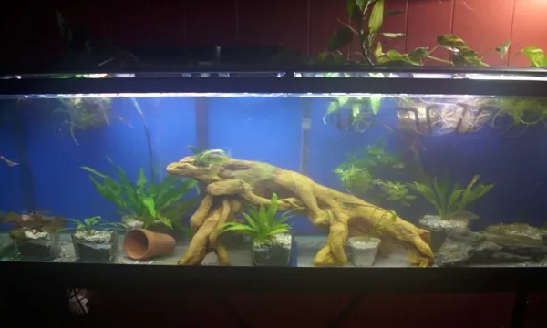 How to Protect the Back of Painted Aquarium:&hellip;