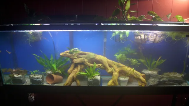 How to Protect the Back of Painted Aquarium: Tips and Tricks to Ensure Longevity