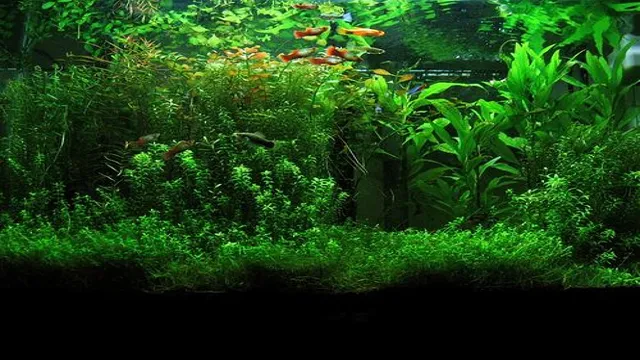 how to prune aquarium plants