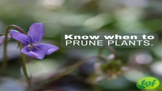 how to prune plants in aquarium