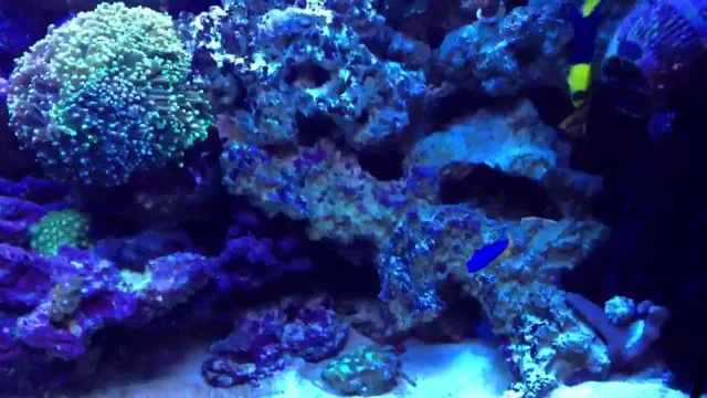 how to pull nitrates out of reef aquarium