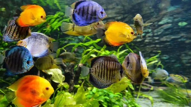 how to put a fish in an aquarium