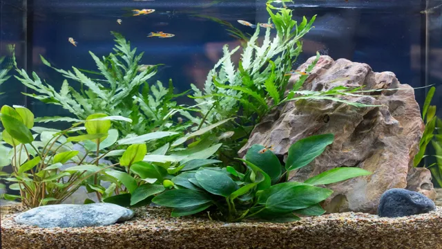 how to put a live plant in an aquarium