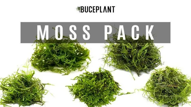 How to Put a Moss Mat in Your Aquarium: A Step-by-Step Guide for a Lush Aquatic Landscape