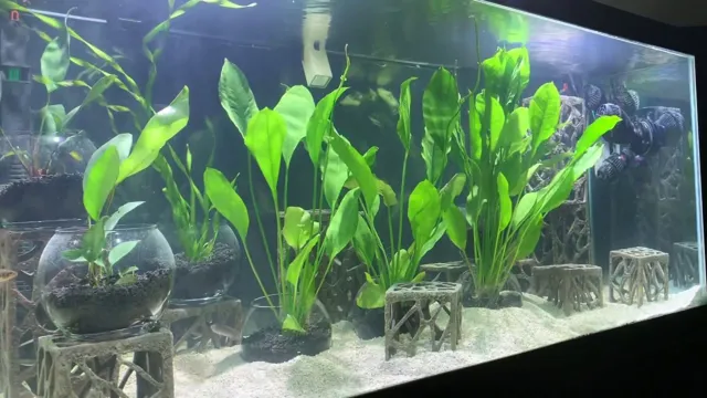 how to put a plant in aquarium