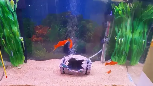 How to Put Air Pump in Aquarium: Easy Step-By-Step Guide for Beginner Fish Keepers.