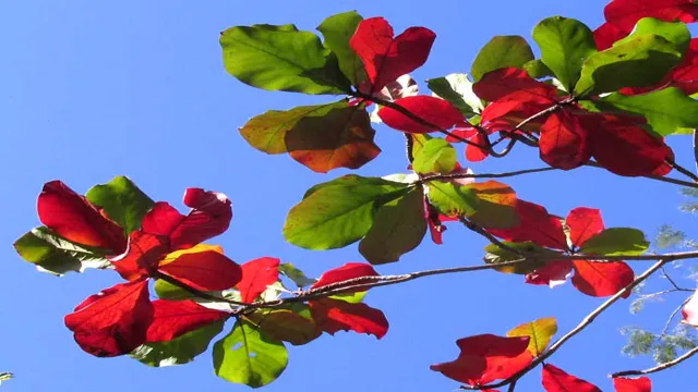 How to Put Almond Leaves in Aquarium and Benefit Your Fish: A Step-by-Step Guide