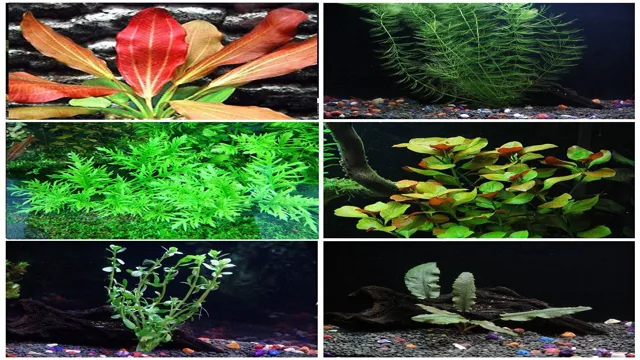 how to put an aquarium.plant.in a pot