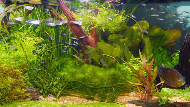 How to put Aquarium Plants into Water: A Comprehensive Guide to Planting for Beginners