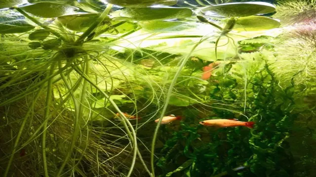 how to put aquatic plants into aquarium