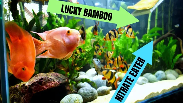 how to put bamboo in aquarium