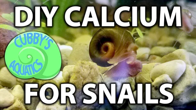 how to put calcium in aquarium for snails