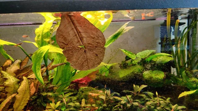 How to Put Catappa Leaves in Aquarium: A Beginner’s Guide to Natural Water Conditioning