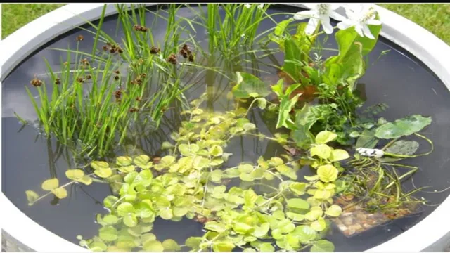 How to Put Creeping Jenny in Aquarium: A Step-by-Step Guide for Successful Planting