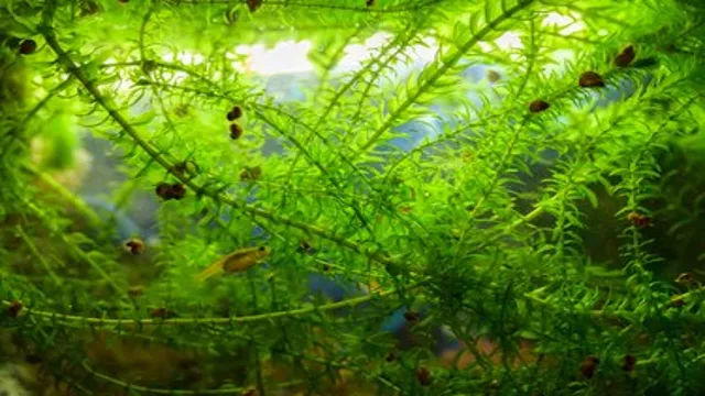 How to Put Elodea in Aquarium: A Beginner’s Guide to Adding and Caring for this Submerged Plant