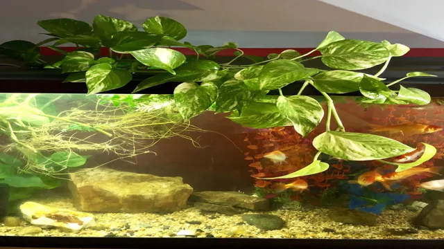 How to Put Pothos in Aquarium: A Beginner’s Guide to Aquatic Plant Care