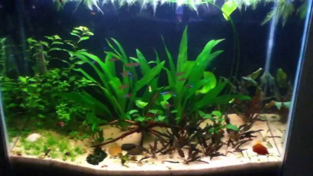 how to stop aquarium wood from floating