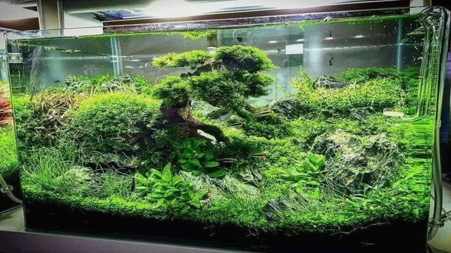 how to treat driftwood for an aquarium