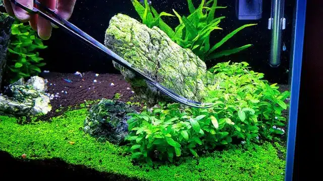 how to trim aquarium plants