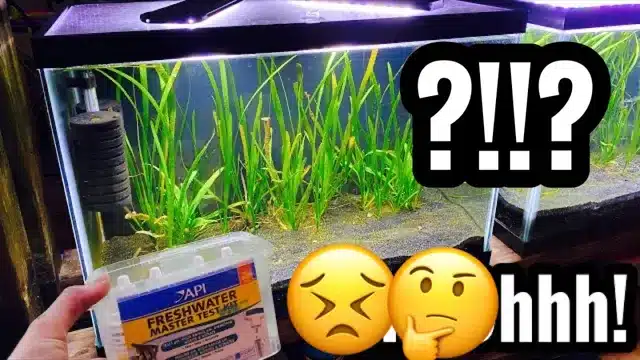 Is 8.2 pH Too High for Aquarium? Tips to Maintain Optimal pH Levels for Aquatic Life