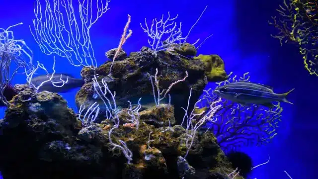 is a saltwater aquarium hard to maintain